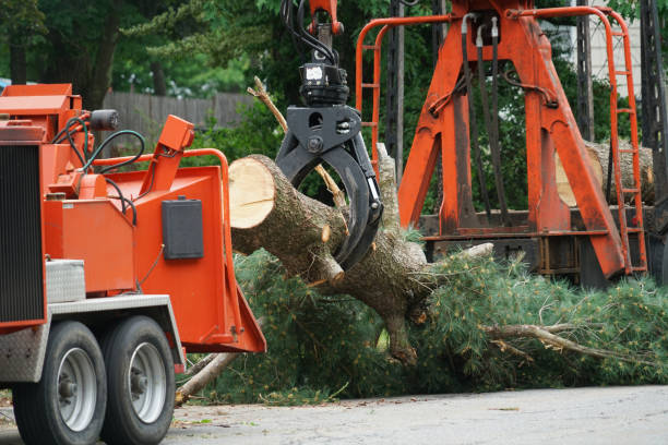 Best Tree Maintenance Programs  in Cottonwood Heights, UT