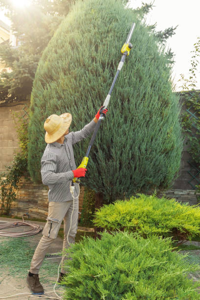 Cottonwood Heights, UT Tree Removal Company